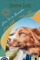 Dog Days Of Summer Adoption Event At Steinaker On Saturday