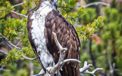 DWR Invites Public to Osprey Watching Event