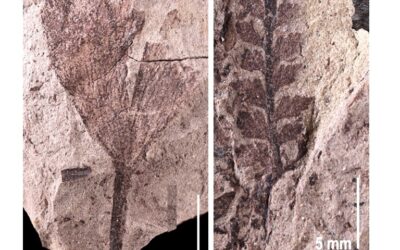 Paleontologists Find Ancient Forest Deposit In Northeastern Utah