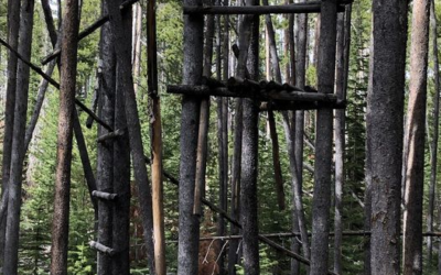 Tree Stands Left On Ashley National Forest Have Been Identified for Removal