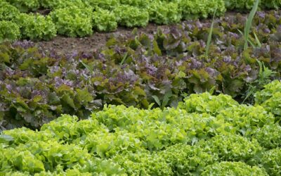 Daggett County Announces Community Garden Project