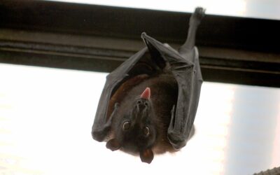 DWR Safety Message On How To Deal With Bats In The Summer