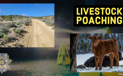 Sweetwater County Sheriff’s Office Seeks Help With Livestock Poaching Case