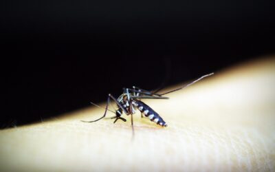 West Nile Virus Found In Uintah County Mosquitoes