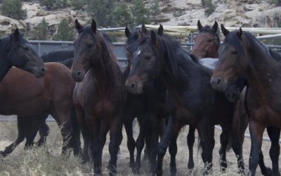 BLM Announces Plan To Remove Entire West Douglas Wild Horse Herd