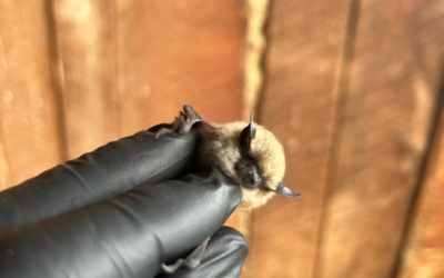 Curious Bat Relocated After Showing Up For Kindergarten In Duchesne County