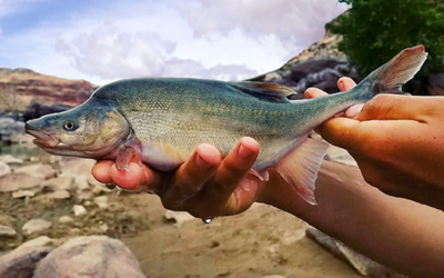 DWR Reports On Recovery Of Endangered Fish