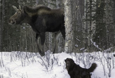 Moose In Moffat County Prompts Safety Reminder To Public