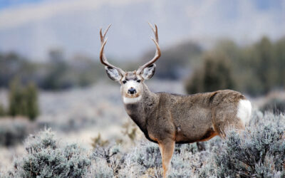 DWR Message On 2023 Utah Deer Hunts