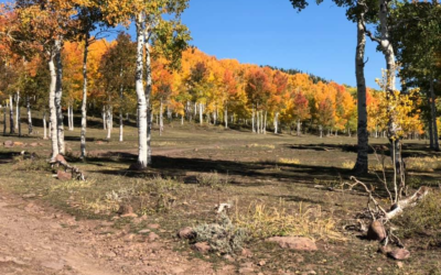 Ashley National Forest Shares Reminders For Hunters