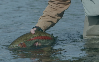 Wyoming Game And Fish Urge Proper Technique Of Catch And Release