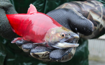 Flaming Gorge And Green River Region Fishing Closures