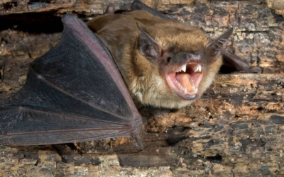 Rabies Confirmed In Bat Found Near North Rock Springs Home