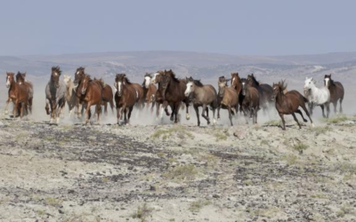 Harsh Winter Conditions Kill Off 75 Wild Horses In Sand Wash Basin HMA