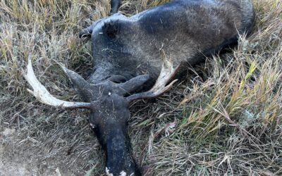 DWR Seeks Tips After Bull Moose Left To Waste In Strawberry River Drainage