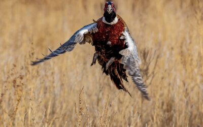 DWR Tips For Pheasant Hunts; Pheasants Being Released All Month