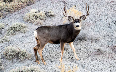 Utah Wildlife Board Approves Mandatory Harvest Reporting For Deer/Elk Hunts