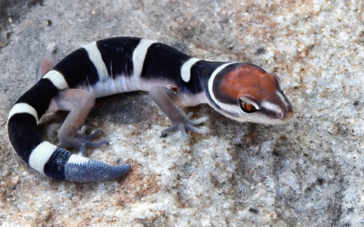 Yale Researchers Find New Lizard Fossil At Dinosaur National Monument