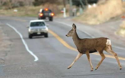Motorcyclist Dies After Hitting Deer And Getting Run Over In Duchesne County