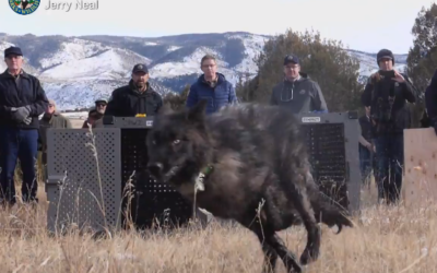 Wolves Officially Reintroduced In Colorado