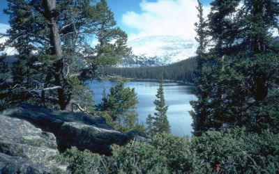 Ashley National Forest Final Forest Plan EIS And Record Of Decision