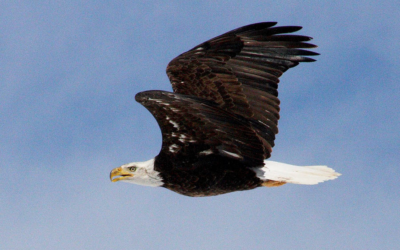 Eagle Viewing Season Coming Up