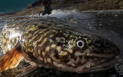 2024 Burbot Bash Removes Over 3100 Burbot And 319 Lake Trout