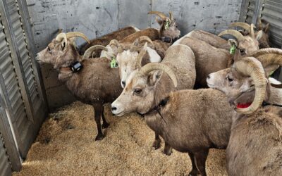 Bighorn Sheep From Duchesne County Nursery Transported To New Property