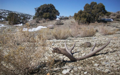 Shed Antler Hunting Opens Soon; Ethics Course Is Required