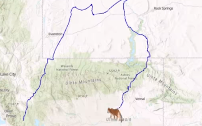 DWR Shares Cougar’s Daring Adventure At Flaming Gorge