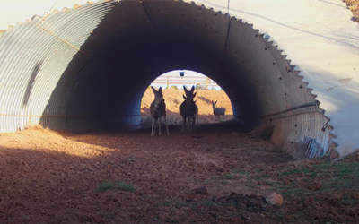 Highway 40 Wildlife Safety Corridor Project Pursued