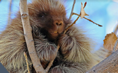 Ouray National Wildlife Refuge Porcupine Viewing Day Coming Up