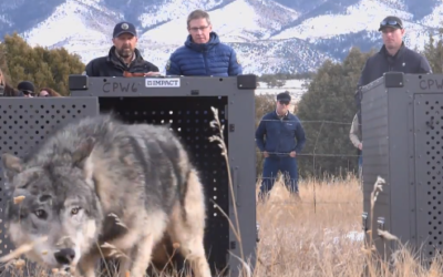 Wolves in Moffat County