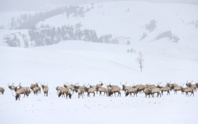 Wyoming Game And Fish Considering Unlimited Elk Tags