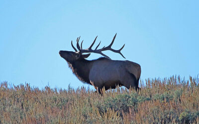 DWR: Big Hunt Application Period Opens This Month
