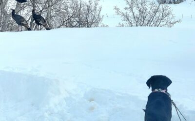 DWR Asks That Dogs Be Kept On Leash While Recreating Outdoors 