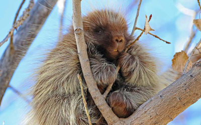 Viewing Event This Week For State’s Largest Rodents
