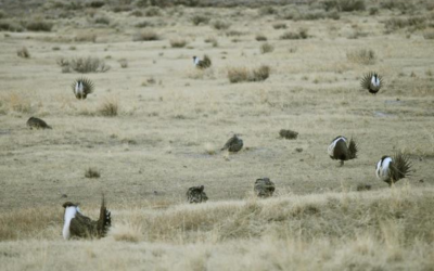 BLM Moving Towards Stricter Greater Sage Grouse Conservation Efforts
