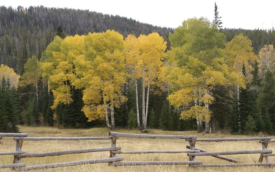 Open Houses Rescheduled For Ashley National Forest New Forest Plan