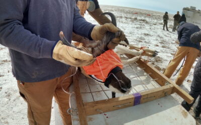 DWR: Big Game Animals Assessed; Deer Population Found To Be Healthy