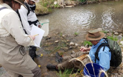 Funding Awarded To Restore Wildlife Habitat Of Pariette Wetlands