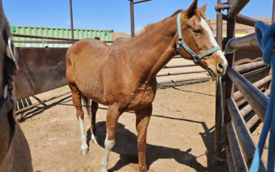 Duchesne County Sheriff’s Office Rounds Up Abandoned Horses