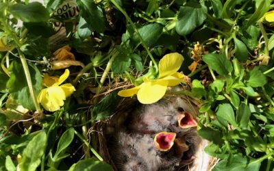 DWR: What To Do If You See A Baby Bird On The Ground