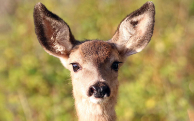 DWR: Help Wildlife On Earth Day