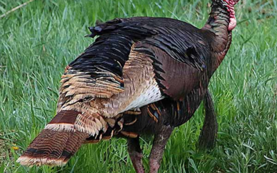 DWR: Where To Hunt Turkeys In Northeastern Utah