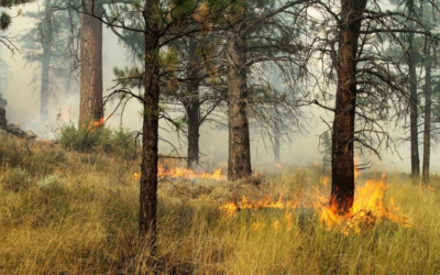 Ashley National Forest Announces Spring Prescribed Burns