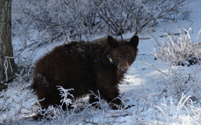 DWR: Avoiding Conflicts With Bears This Summer