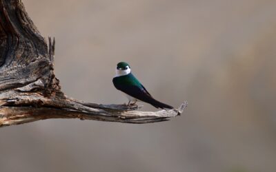 DWR: Where To See Migrating Birds This Month