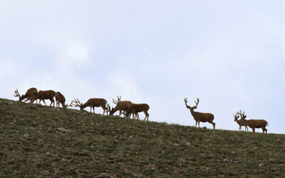 Utah Wildlife Board Changes To Shed Antler Gathering And Big Game Hunting