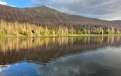 Fishing Emergency Issued In Duchesne County On Fall Creek And Tributaries